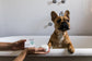 Soap Free - Pet Wash